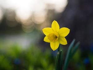 Daffodil in garden