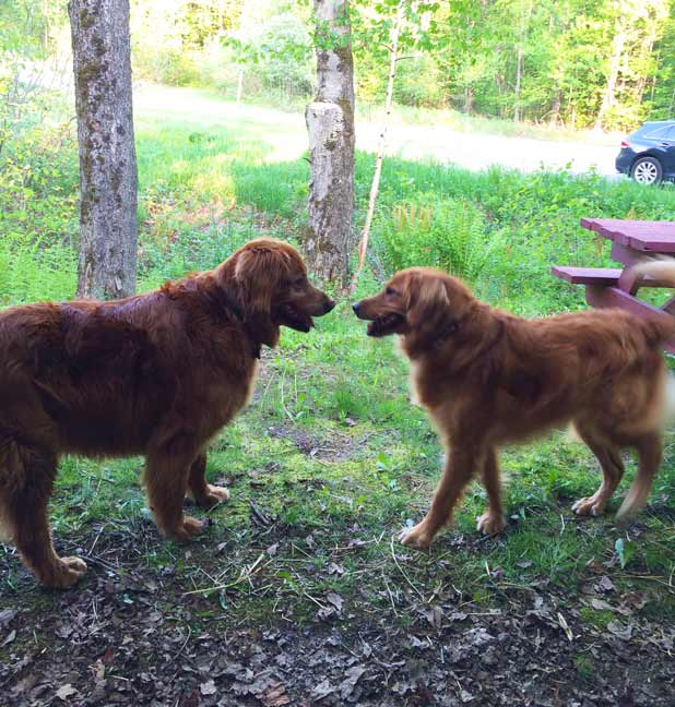 Read more about the article Dog Friendly Resorts in New England