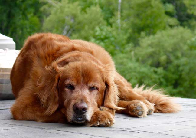 Read more about the article Max the Resort Dog Remembered