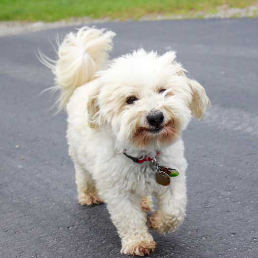 Pet friendly new england resort - Fluffy White Dog