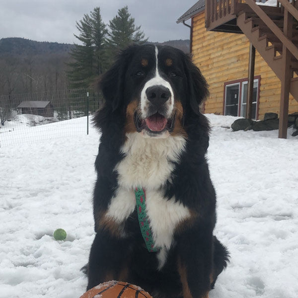 dog friendly VT Resort - Bernese Mountain dog in snow with basketball