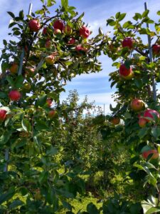 Apple Picking Near Me Jeffersonville Vermont