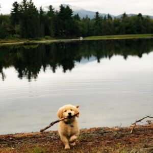 golden retriever puppy vacation in vermont