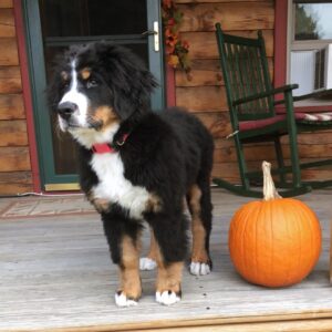 bernese mountain puppy stands on a dog friendly porch on vacation in vermont