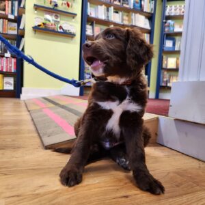 dog friendly bookstore in vermont