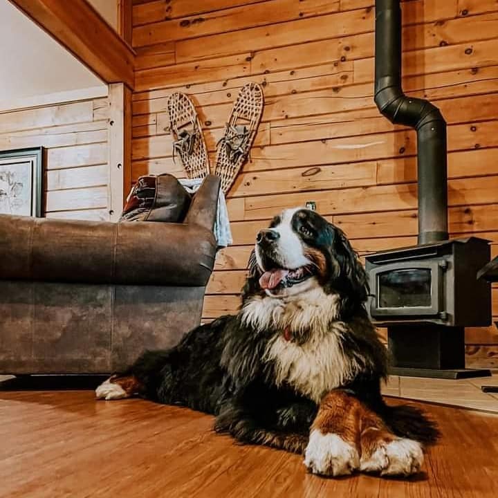 Dog friendly cabin lodging in Vermont travel