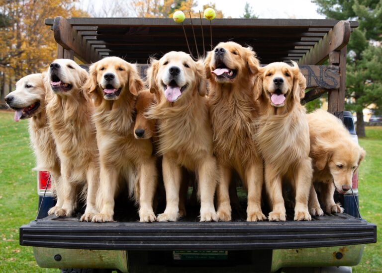 Read more about the article Visit The Golden Retriever Farm In Vermont!